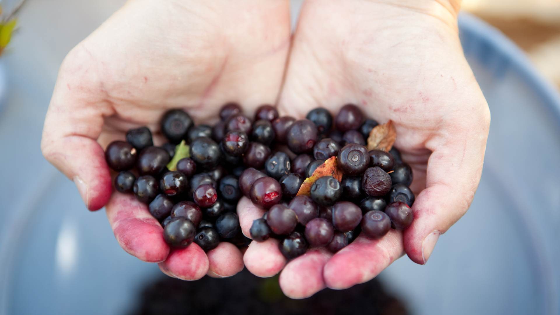 buah berry