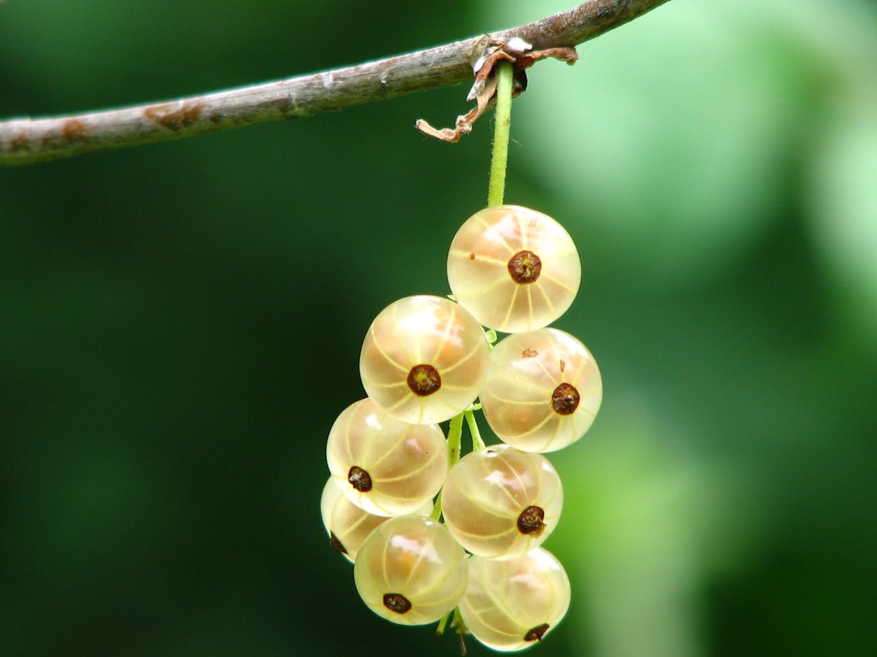 buah berry