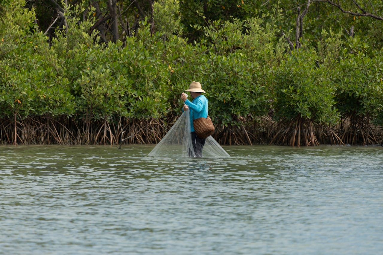 mangrove
